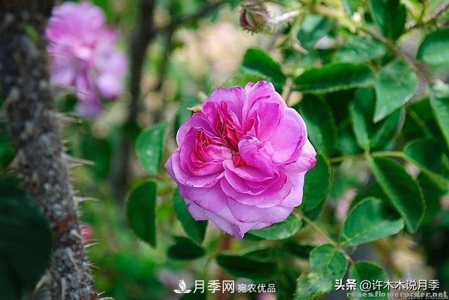 25款純正中國(guó)月季，不比外國(guó)差，今有國(guó)月更比歐月俏(圖3)