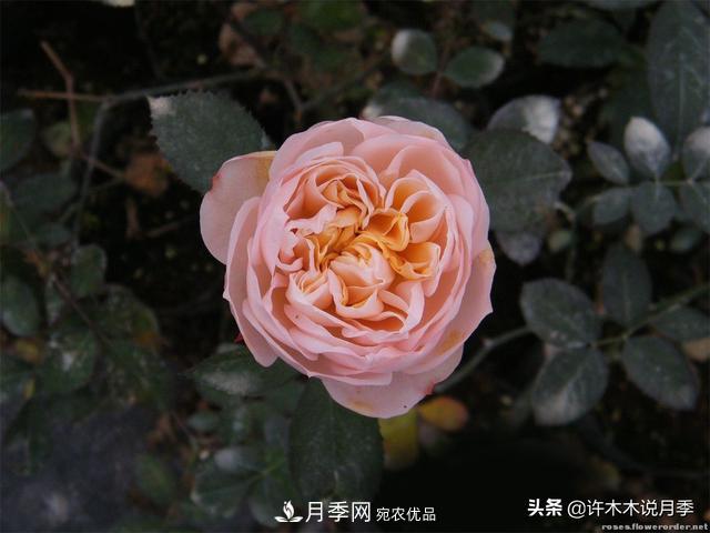 25款純正中國(guó)月季，不比外國(guó)差，今有國(guó)月更比歐月俏(圖6)