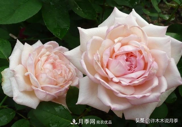 25款純正中國(guó)月季，不比外國(guó)差，今有國(guó)月更比歐月俏(圖8)