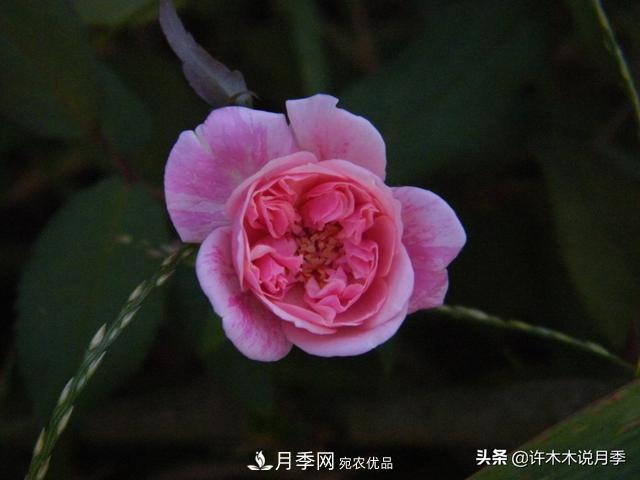25款純正中國(guó)月季，不比外國(guó)差，今有國(guó)月更比歐月俏(圖10)