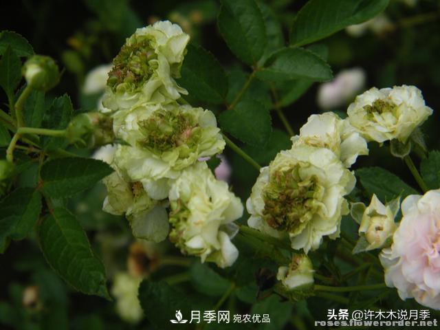 25款純正中國(guó)月季，不比外國(guó)差，今有國(guó)月更比歐月俏(圖14)