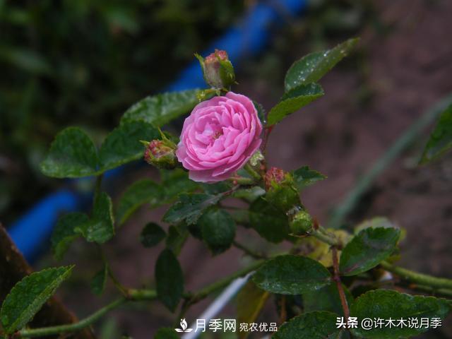 25款純正中國(guó)月季，不比外國(guó)差，今有國(guó)月更比歐月俏(圖12)