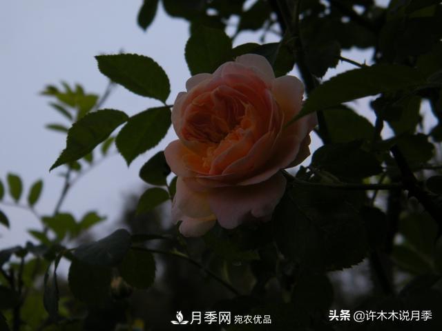 25款純正中國(guó)月季，不比外國(guó)差，今有國(guó)月更比歐月俏(圖21)