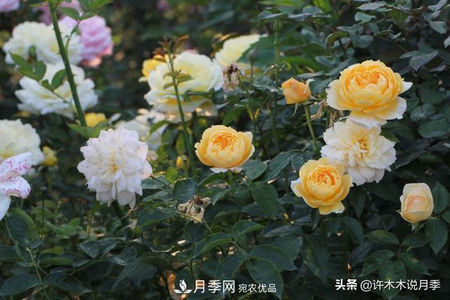 25款純正中國(guó)月季，不比外國(guó)差，今有國(guó)月更比歐月俏(圖19)