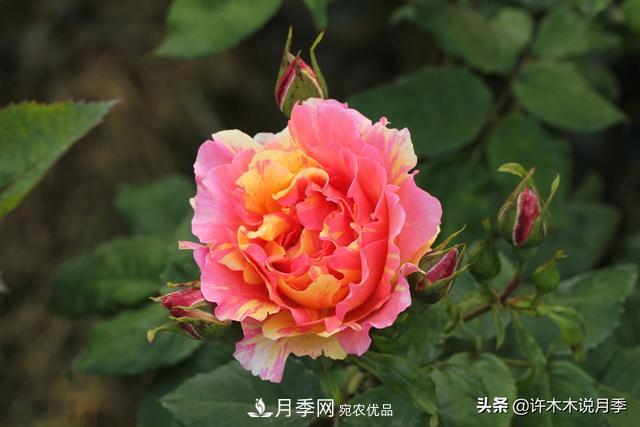 25款純正中國(guó)月季，不比外國(guó)差，今有國(guó)月更比歐月俏(圖20)