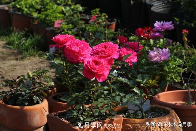 25款純正中國(guó)月季，不比外國(guó)差，今有國(guó)月更比歐月俏(圖25)