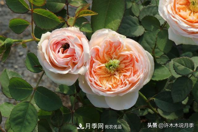 25款純正中國(guó)月季，不比外國(guó)差，今有國(guó)月更比歐月俏(圖23)