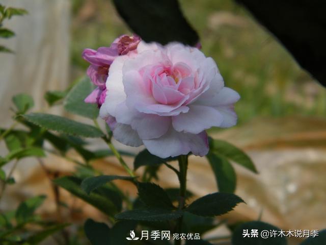 25款純正中國(guó)月季，不比外國(guó)差，今有國(guó)月更比歐月俏(圖22)