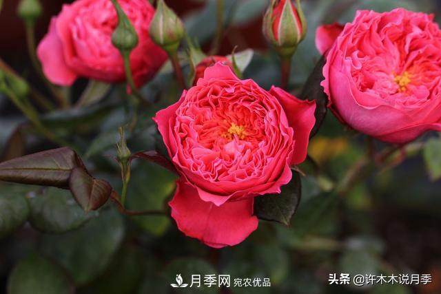 25款純正中國(guó)月季，不比外國(guó)差，今有國(guó)月更比歐月俏(圖24)