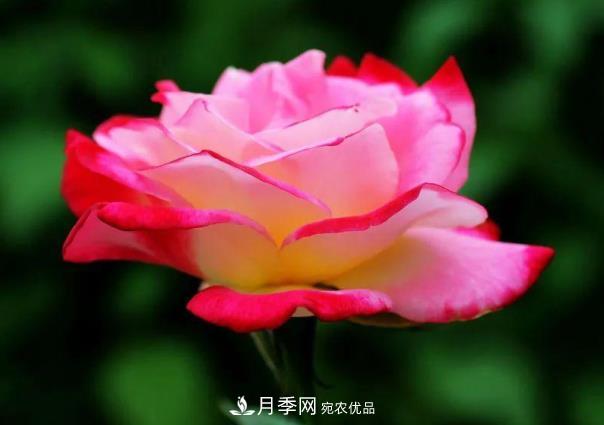 四川成都“高顏值”大花月季上街啦！(圖3)