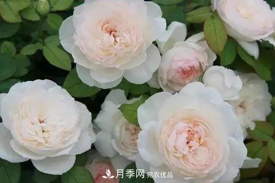 你種過***香的月季是什么香味？十款強(qiáng)香月季(圖1)