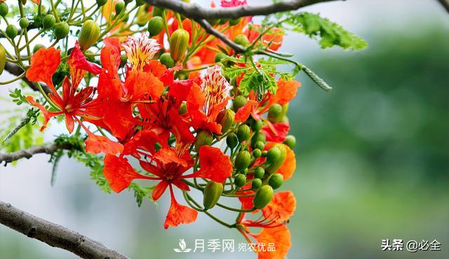 什么樣的觀賞樹種發(fā)展行情更好？(圖3)