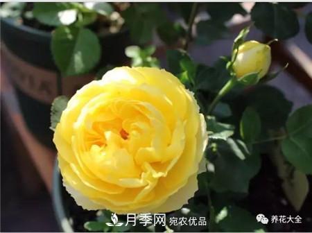 花期***長的10種月季，種一棵賞大半年(圖3)