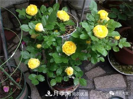 花期***長的10種月季，種一棵賞大半年(圖4)