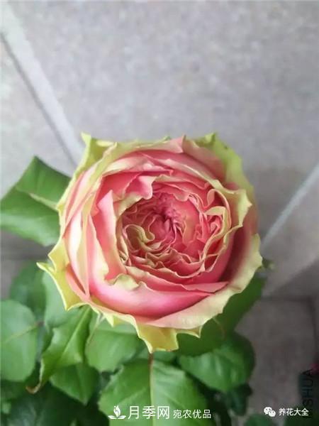 花期***長的10種月季，種一棵賞大半年(圖7)