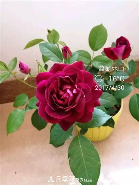 花期***長的10種月季，種一棵賞大半年(圖10)