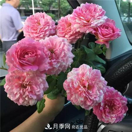 花期***長的10種月季，種一棵賞大半年(圖14)