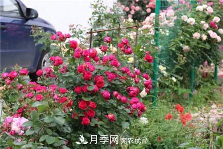 花期***長的10種月季，種一棵賞大半年(圖12)
