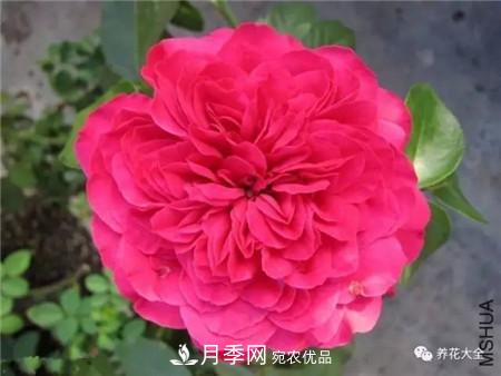 花期***長的10種月季，種一棵賞大半年(圖11)