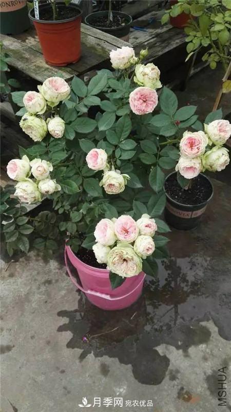 花期***長的10種月季，種一棵賞大半年(圖16)