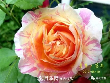花期***長的10種月季，種一棵賞大半年(圖13)