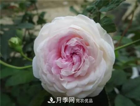 花期***長的10種月季，種一棵賞大半年(圖19)