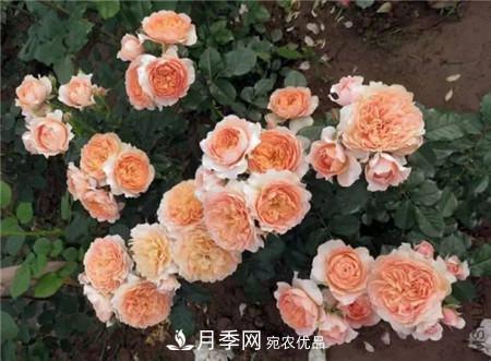 花期***長的10種月季，種一棵賞大半年(圖18)