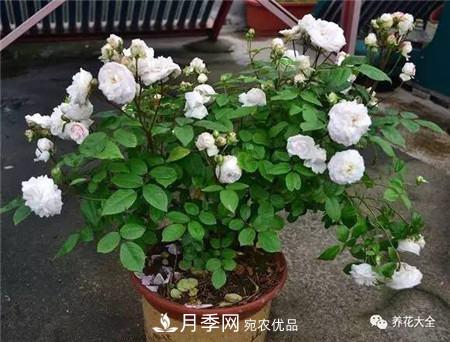 花期***長的10種月季，種一棵賞大半年(圖20)