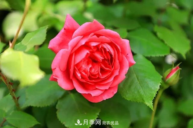 河北衡水二中月季花開，大美校園綠化(圖4)