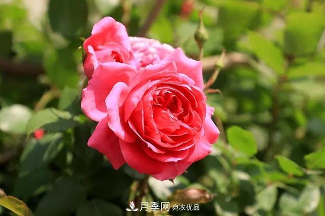 河北衡水二中月季花開，大美校園綠化(圖2)