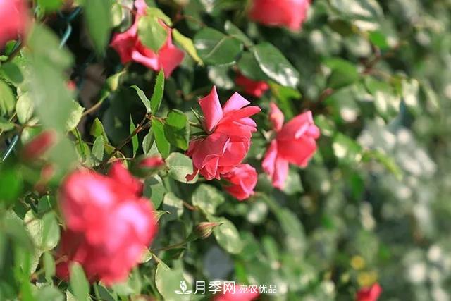河北衡水二中月季花開，大美校園綠化(圖5)