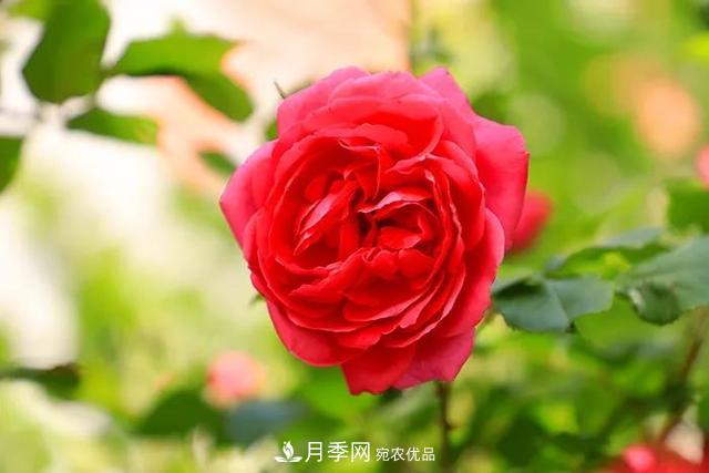 河北衡水二中月季花開，大美校園綠化(圖7)