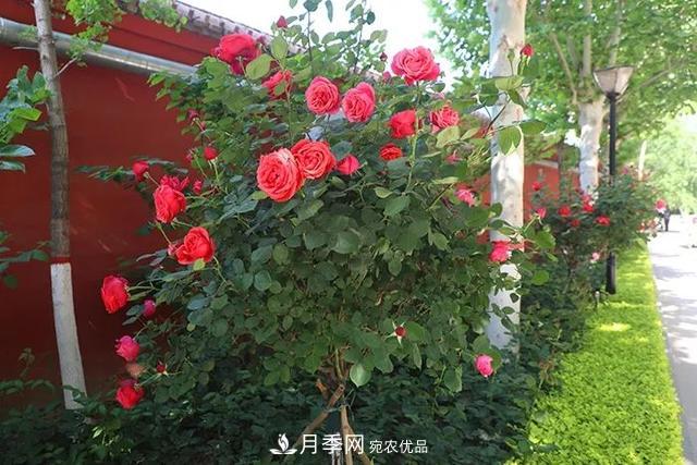 河北衡水二中月季花開，大美校園綠化(圖9)