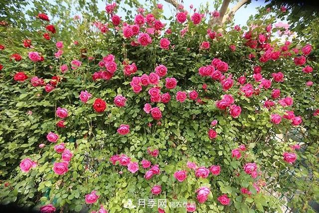河北衡水二中月季花開，大美校園綠化(圖6)