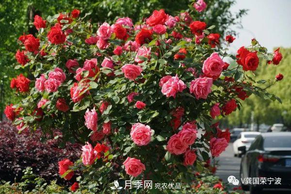 浙江寧波綠化“月季樹”千花盛放、爭奇斗艷甬城(圖1)