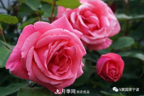 浙江寧波綠化“月季樹”千花盛放、爭奇斗艷甬城(圖3)