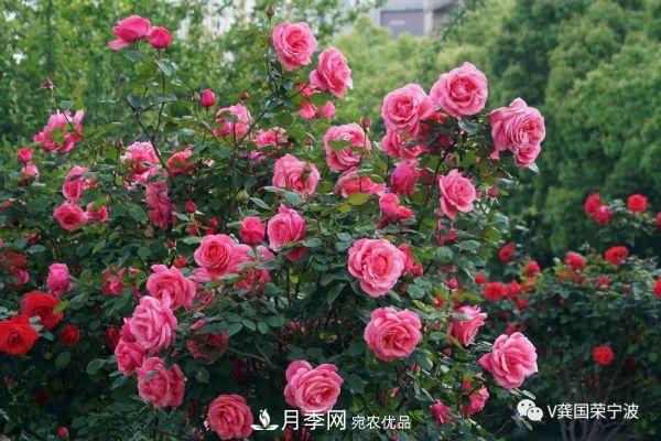 浙江寧波綠化“月季樹”千花盛放、爭奇斗艷甬城(圖2)