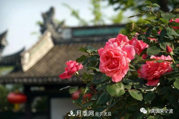 浙江寧波綠化“月季樹”千花盛放、爭奇斗艷甬城(圖6)