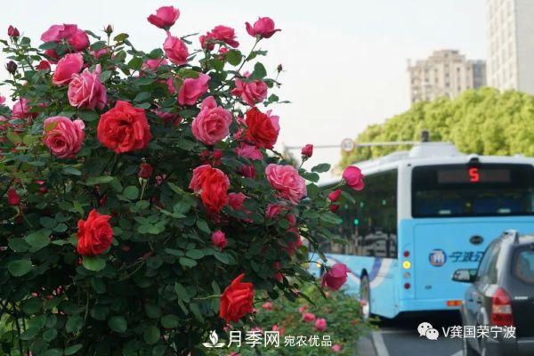 浙江寧波綠化“月季樹”千花盛放、爭奇斗艷甬城(圖8)