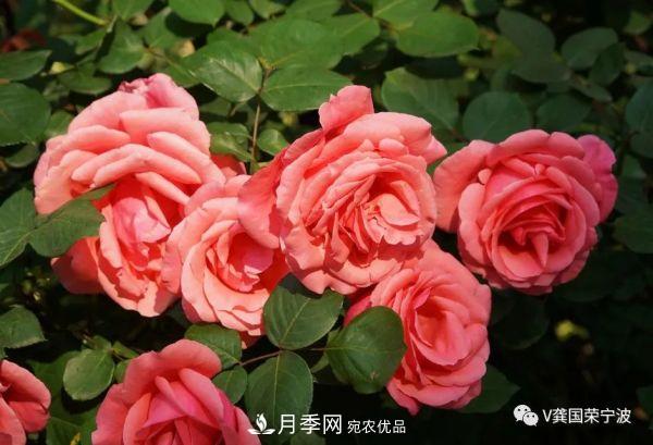 浙江寧波綠化“月季樹”千花盛放、爭奇斗艷甬城(圖7)