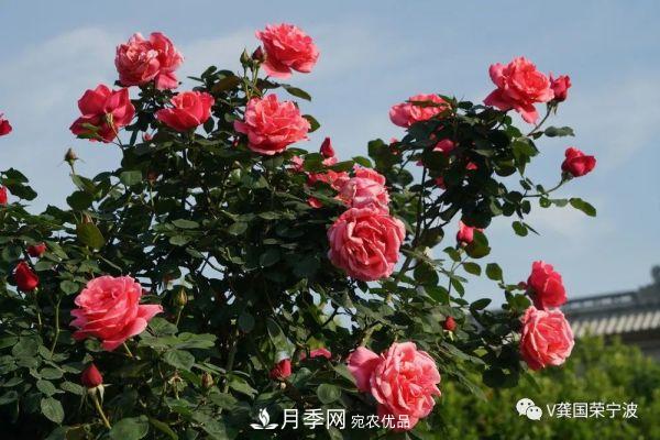 浙江寧波綠化“月季樹”千花盛放、爭奇斗艷甬城(圖11)