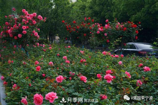 浙江寧波綠化“月季樹”千花盛放、爭奇斗艷甬城(圖15)
