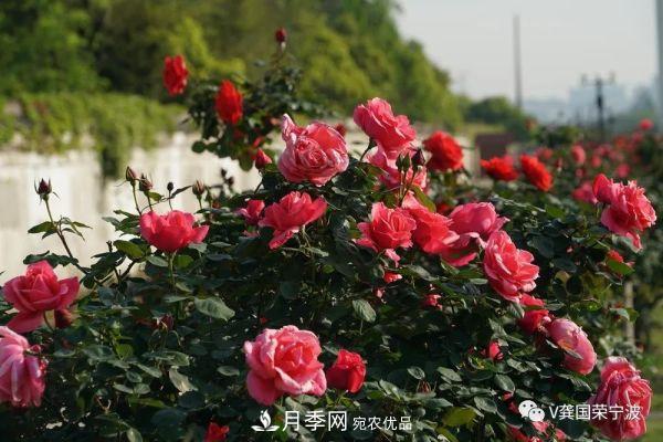 浙江寧波綠化“月季樹”千花盛放、爭奇斗艷甬城(圖17)