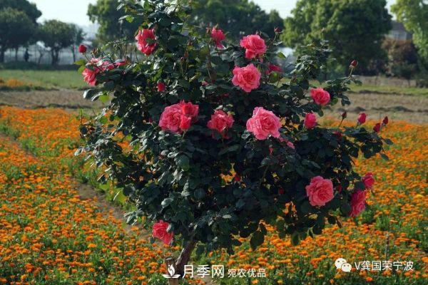 浙江寧波綠化“月季樹”千花盛放、爭奇斗艷甬城(圖16)