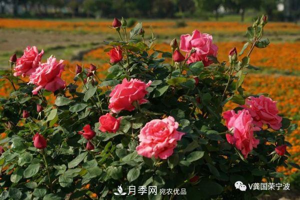 浙江寧波綠化“月季樹”千花盛放、爭奇斗艷甬城(圖21)