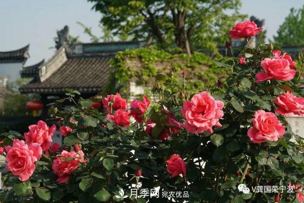 浙江寧波綠化“月季樹”千花盛放、爭奇斗艷甬城(圖19)