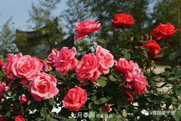 浙江寧波綠化“月季樹”千花盛放、爭奇斗艷甬城(圖20)