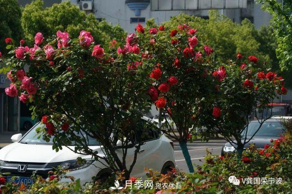 浙江寧波綠化“月季樹”千花盛放、爭奇斗艷甬城(圖23)