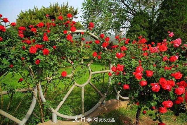 北京植物園樹狀月季花盛開，觀賞效果超級贊！(圖2)