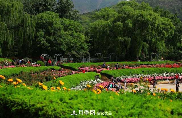 北京植物園樹狀月季花盛開，觀賞效果超級贊！(圖3)